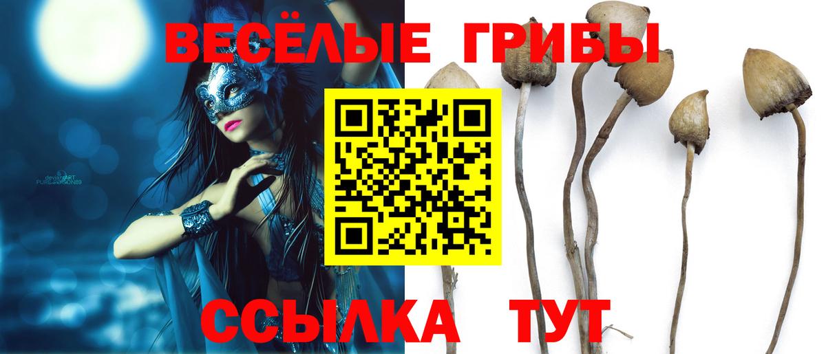 купить   Вход с VPN  Псилоцибиновые грибы Cubensis  Луга  Псилоцибиновые грибы прущие грибы 